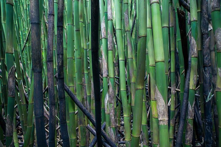 Road to Hana Halfway & Haleakala Summit Day Tour — Best of Maui in One Day photo 6