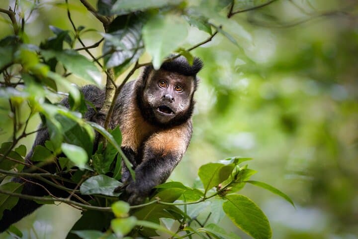 Tijuca Forest Hike: Peaks, Caves & Waterfalls in Rio de Janeiro