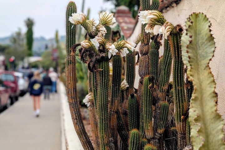 San Juan Capistrano Scavenger Hunt: Self-Guided Historic Walking Tour photo 4