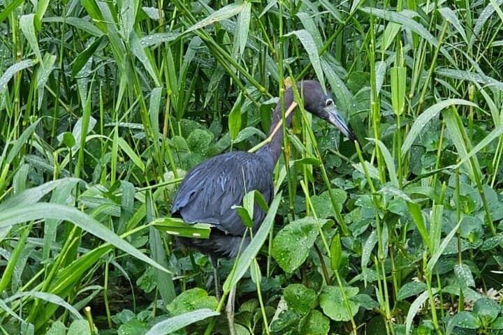 Paddling Tortuguero: Small‑Group Canoe Tour Through Costa Rica's Canal Forests photo 2