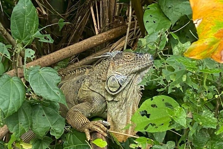 Paddling Tortuguero: Small‑Group Canoe Tour Through Costa Rica's Canal Forests photo 3