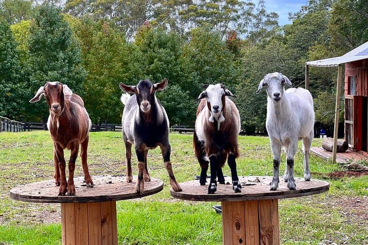 Yarramalong Valley Horse Farm Tours: Hands-On Arabian Stud & Wildlife Walk Near Wyong