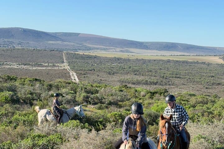 West Coast Horseback Ride from Cape Town — Wildflowers, Table Mountain Views