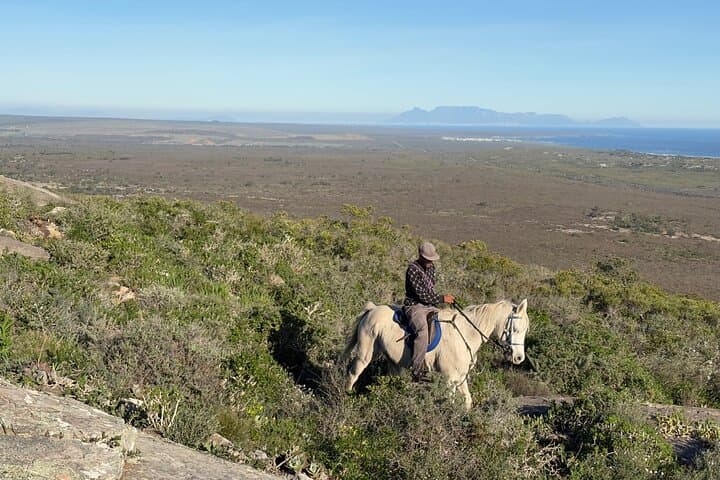 West Coast Horseback Ride from Cape Town — Wildflowers, Table Mountain Views photo 4