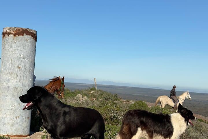 West Coast Horseback Ride from Cape Town — Wildflowers, Table Mountain Views photo 5