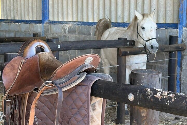West Coast Horseback Ride from Cape Town — Wildflowers, Table Mountain Views photo 6