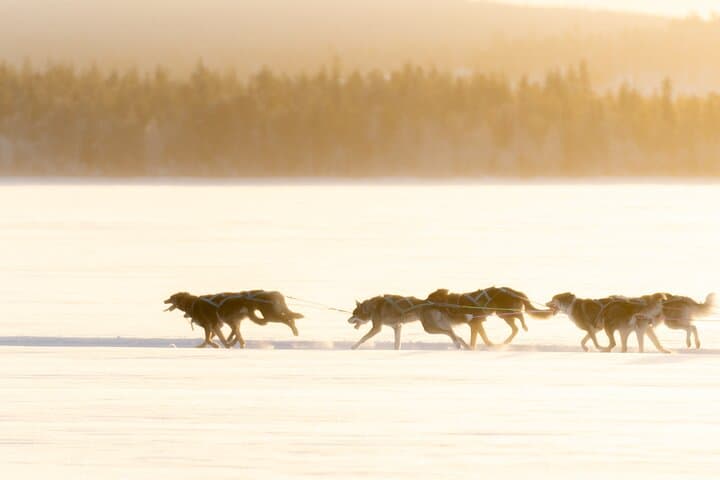 Rovaniemi Husky Self-Drive: 10 km Arctic Sled Safari