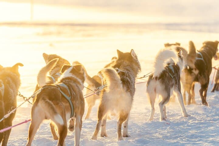 Rovaniemi Husky Self-Drive: 10 km Arctic Sled Safari photo 4