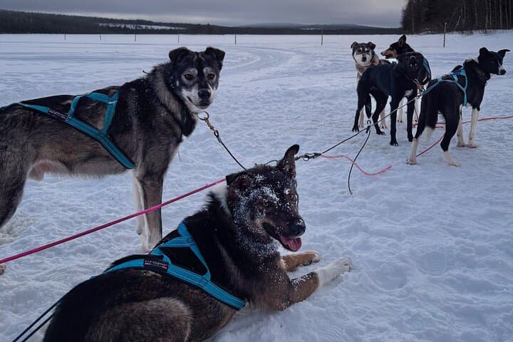 Rovaniemi Husky Self-Drive: 10 km Arctic Sled Safari photo 6