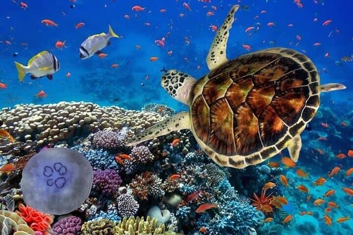 Tulum Cenote Swim & Turtle Turtle Snorkel with Ruins Visit — Half-Day Tour photo 3