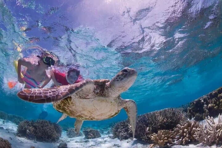 Tulum Cenote Swim & Turtle Turtle Snorkel with Ruins Visit — Half-Day Tour