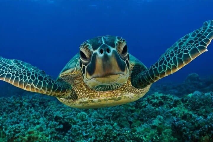 Tulum Cenote Swim & Turtle Turtle Snorkel with Ruins Visit — Half-Day Tour photo 5