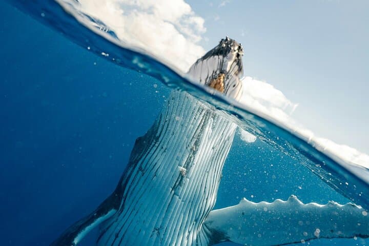 Hermanus Whale Watching: Private Luxury Shore Tours from Cape Town