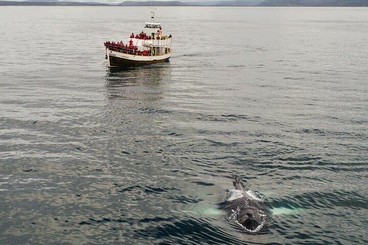 Hermanus Whale Watching: Private Luxury Shore Tours from Cape Town photo 2