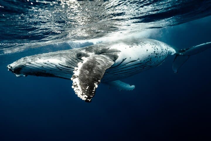 Hermanus Whale Watching: Private Luxury Shore Tours from Cape Town photo 3