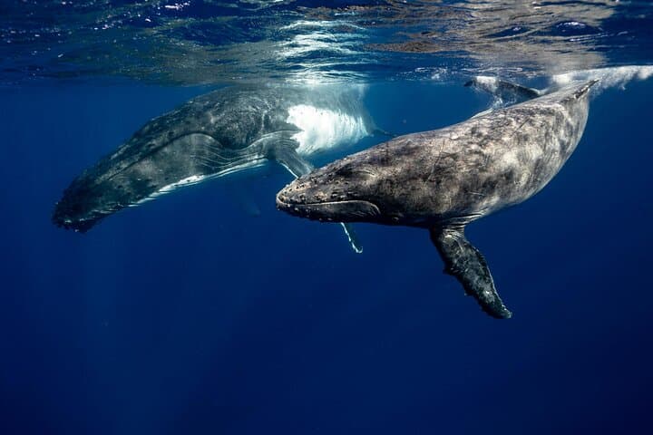 Hermanus Whale Watching: Private Luxury Shore Tours from Cape Town photo 4