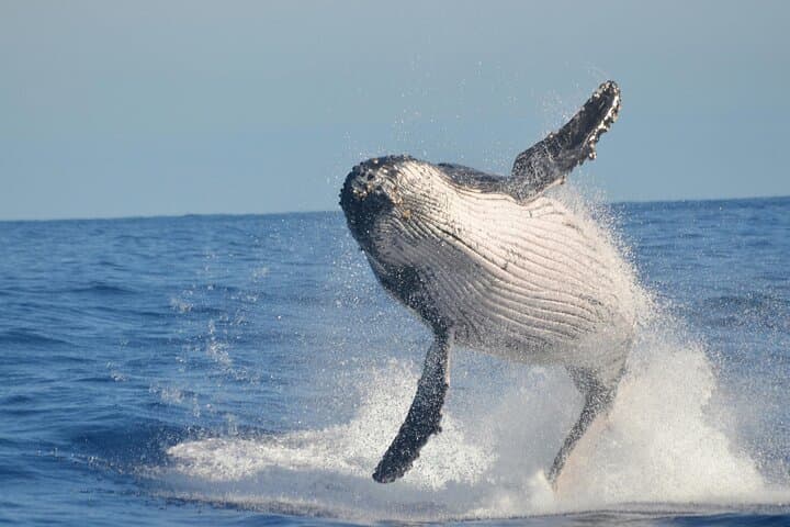 Hermanus Whale Watching: Private Luxury Shore Tours from Cape Town photo 5