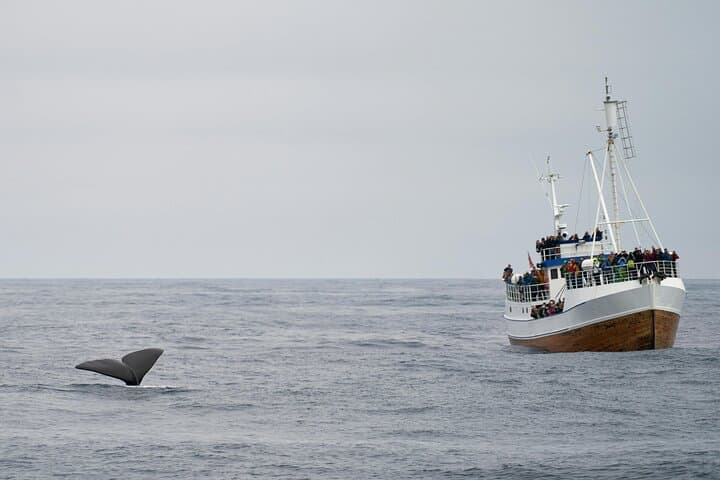 Hermanus Whale Watching: Private Luxury Shore Tours from Cape Town photo 6