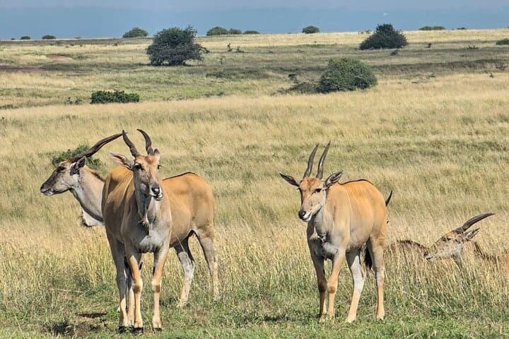 Crescent Island & Lake Nakuru: 2-Day Private Safari from Nairobi photo 3
