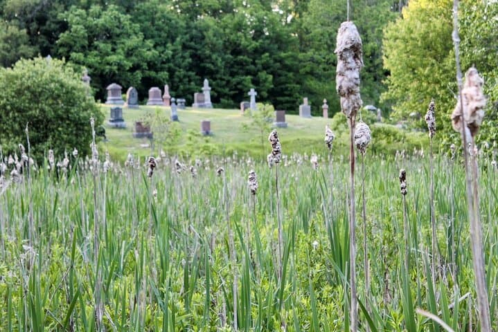Picton Nature Self-Guided Audio Tour — Limestone Ridges, Wetlands & Harbour Walk photo 5
