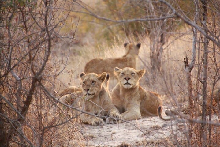Chobe Day Trip from Victoria Falls: Game Drive, River Cruise & Riverside Lunch photo 6