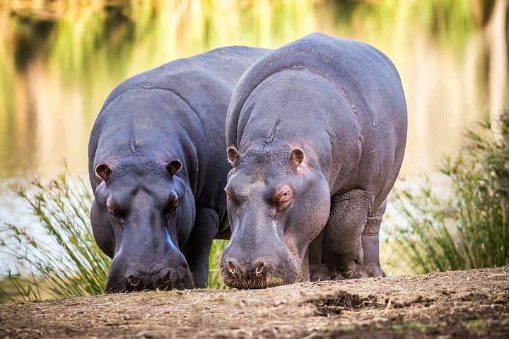 5-Day Garden Route Road Trip from Cape Town: Addo Safari, Cango Caves & Tsitsikamma photo 2