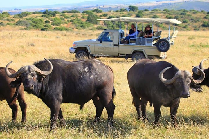5-Day Garden Route Road Trip from Cape Town: Addo Safari, Cango Caves & Tsitsikamma photo 4