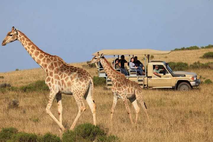 5-Day Garden Route Road Trip from Cape Town: Addo Safari, Cango Caves & Tsitsikamma photo 1