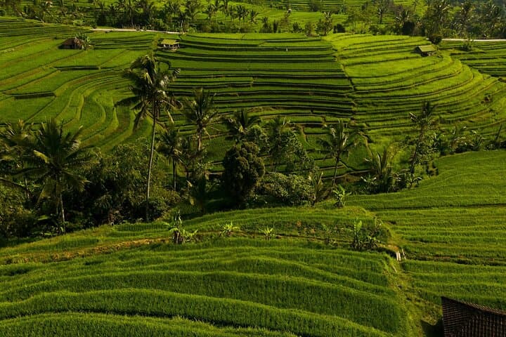 Private Ubud Day Tour: Temples, Monkey Forest, Rice Terraces & Waterfall photo 4