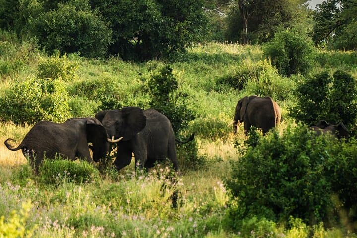 Full-Day Tarangire Safari from Arusha — See Elephants & Big Game photo 6