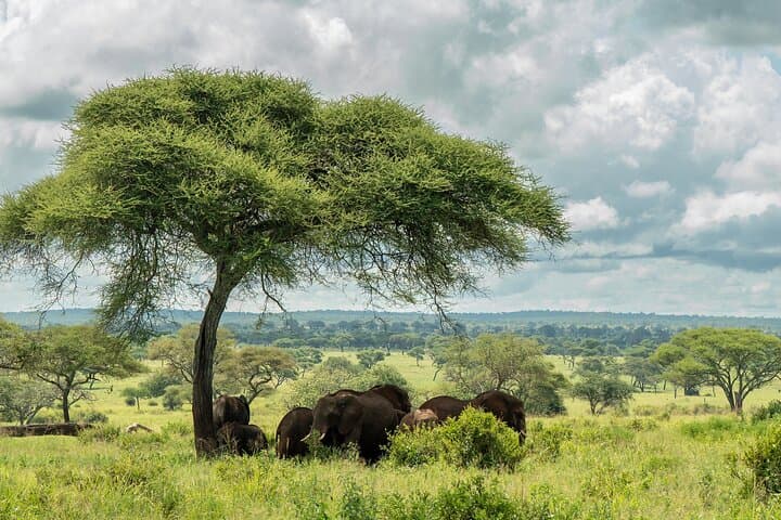 2-Day Tarangire & Lake Manyara Safari from Zanzibar — Flights Included photo 4