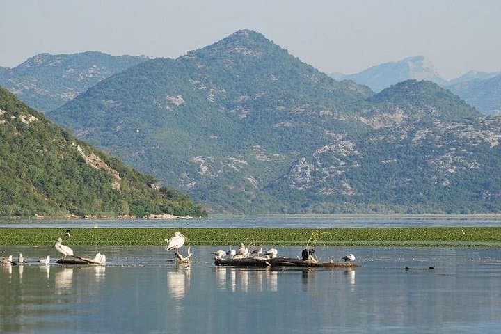 Skadar Lake Boat Cruise: Wine, Wildlife & Swimming from Budva photo 4