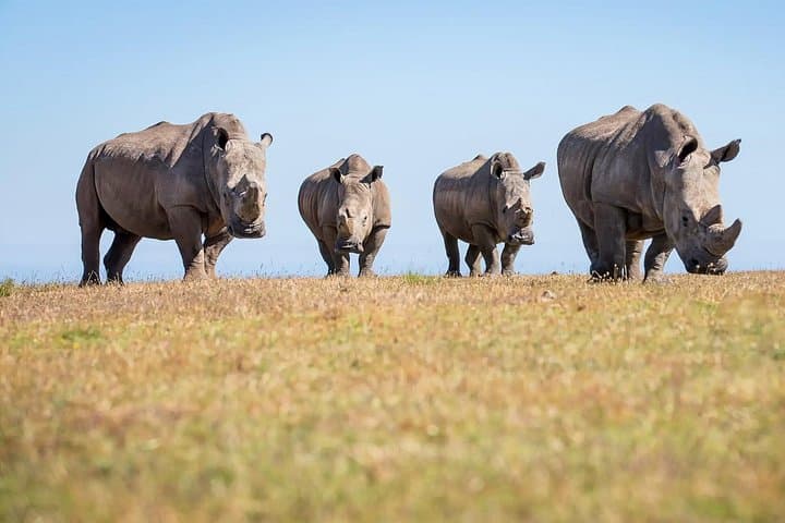 5-Day Garden Route Road Trip from Cape Town: Addo Safari, Cango Caves & Tsitsikamma photo 3
