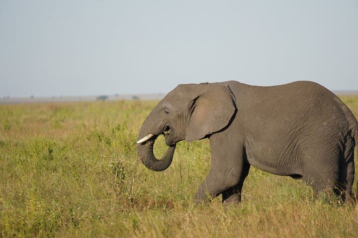 4-Day Serengeti, Ngorongoro & Tarangire Safari: Big Five Game Drives from Arusha photo 3