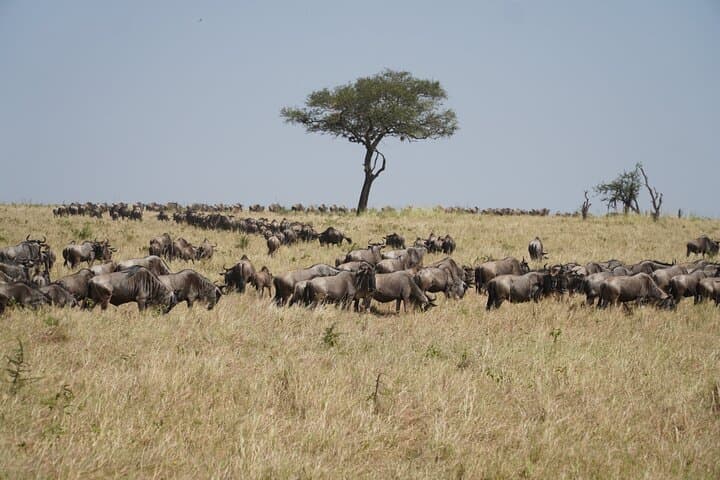 4-Day Serengeti, Ngorongoro & Tarangire Safari: Big Five Game Drives from Arusha photo 5