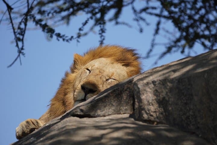 4-Day Serengeti, Ngorongoro & Tarangire Safari: Big Five Game Drives from Arusha