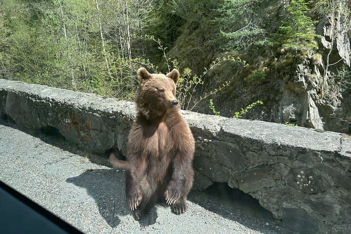 Transfăgărășan Bear Safari and Ancient Rock Church Day Tour from Bucharest photo 3