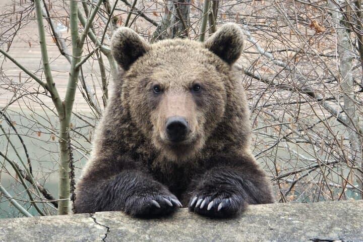 Transfăgărășan Bear Safari and Ancient Rock Church Day Tour from Bucharest photo 2