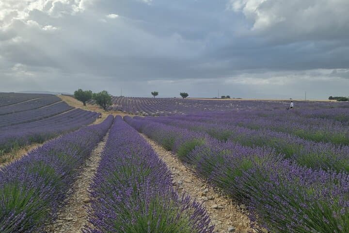 Verdon Gorge Private Tour — Route Napoléon, Castellane & Valensole Lavender photo 6