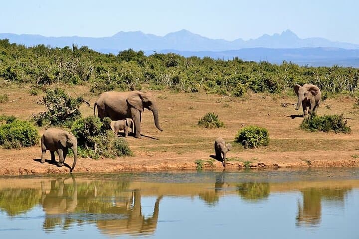 Exploring Nairobi National Park and Cultural Highlights: A Day Tour Adventure photo 3