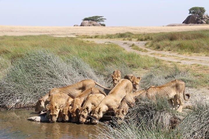 Exploring Nairobi National Park and Cultural Highlights: A Day Tour Adventure photo 5