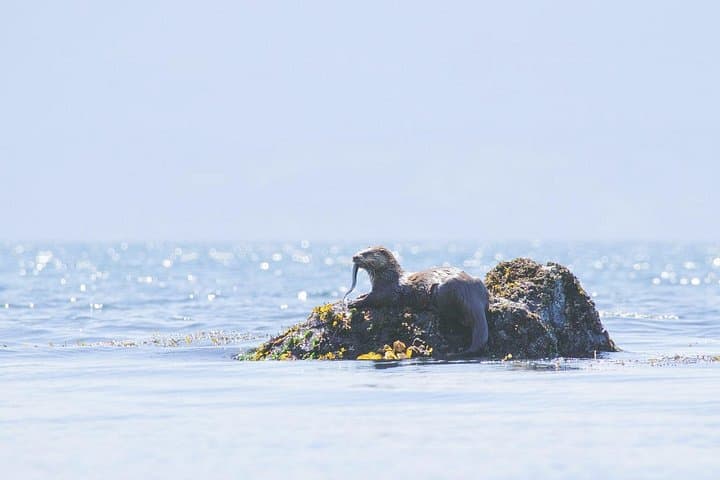 West Coast Rainforest, Waterfalls & Beaches: Port Renfrew Wildlife Day Tour photo 3