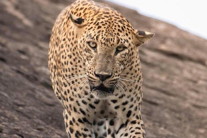 Yala National Park Leopard Safari: All-Inclusive Day Trip from Colombo photo 4