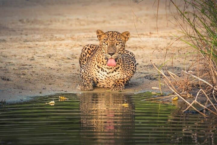 Yala National Park Leopard Safari: All-Inclusive Day Trip from Colombo photo 3