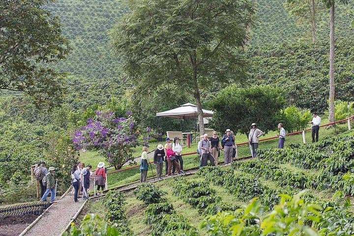 Hacienda San Alberto Coffee Farm Experience from Salento — Plantation Tour & Cupping photo 3