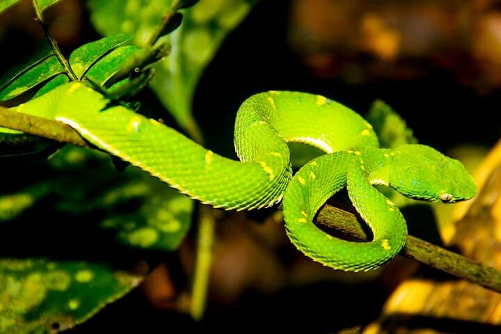 Monteverde Night Walk: Private Night Tour Through the Forest's Hidden Wildlife