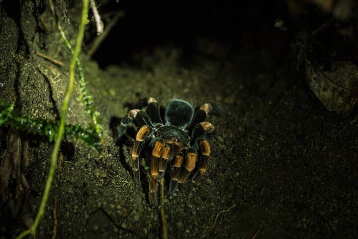 Monteverde Night Walk: Private Night Tour Through the Forest's Hidden Wildlife photo 3