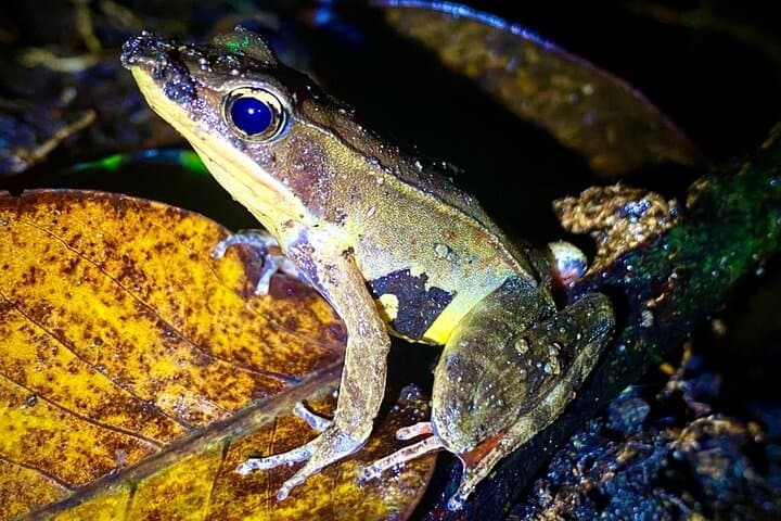 Monteverde Night Walk: Private Night Tour Through the Forest's Hidden Wildlife photo 5