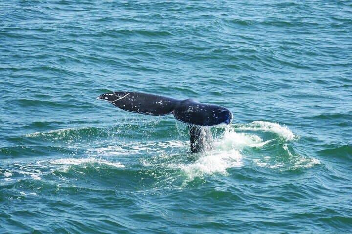 San Diego Whale & Dolphin Watching Cruise from Pier 2 — Seasonal Marine Mammal Tours photo 4