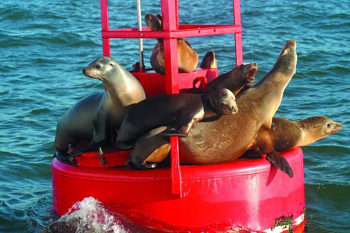 San Diego Whale & Dolphin Watching Cruise from Pier 2 — Seasonal Marine Mammal Tours photo 3